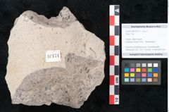 Foto (Objekt + Etikett) von Ficus sp. ? (NHMW-GEO-2024-0188-10171)